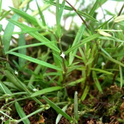 好属草精品在线,探寻天然草本植物的神奇魅力