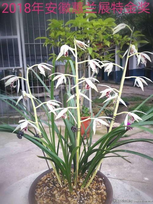 2021精品色在线,盘点年度热门色情内容